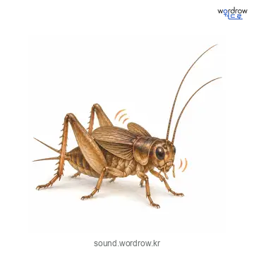 귀뚤귀뚤의 소리 발생 장면